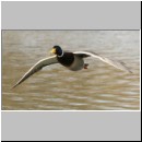 Anas platyrhynchos - Stockente 24.jpg